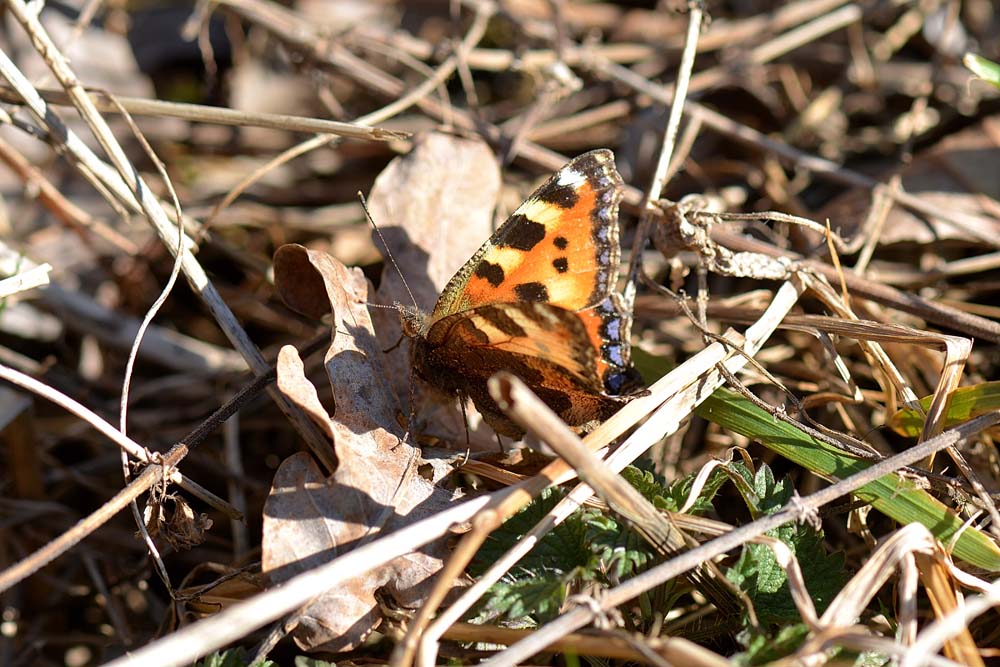 Aglais urticae, Nymphalidae